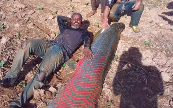 animal-tinha-22-metros-de-comprimento-2696952-article Bahia: pescadores pegam peixe com mais de 70 kg em rio