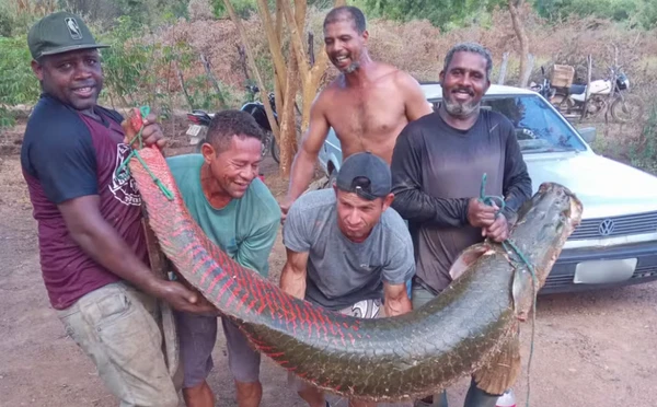 grupo-pescou-pirarucu-de-80-kg-no-rio-sao-francisco-2696951-article Bahia: pescadores pegam peixe com mais de 70 kg em rio