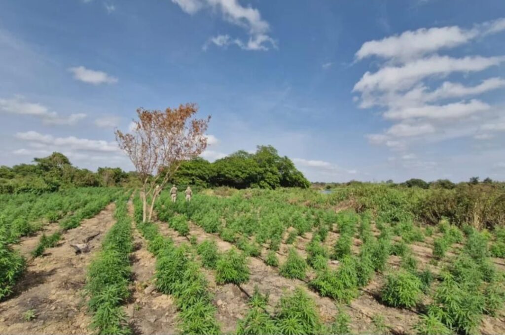 Imagem-do-WhatsApp-de-2025-09-20-as-17.56.20_62e417c2-1024x680 Polícia Militar erradica 50 mil pés de maconha na Bahia