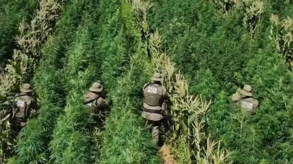 200-mil-pes-de-maconha-imagem-destaque-2-1024x576 Plantação de maconha com 200 mil pés é destruída na Bahia