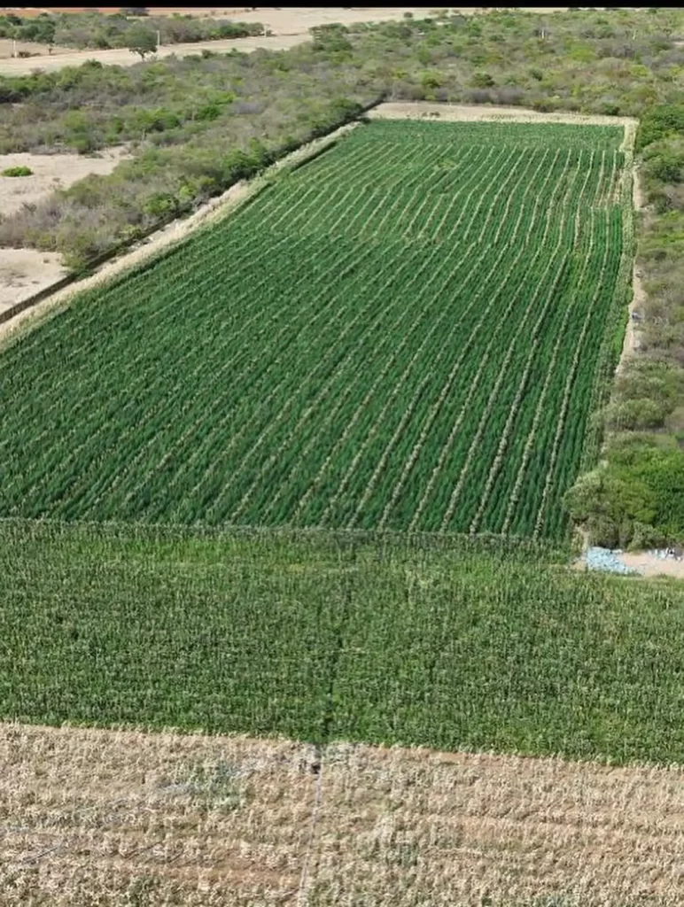 200-pes-de-maconha-2-772x1024 Plantação de maconha com 200 mil pés é destruída na Bahia