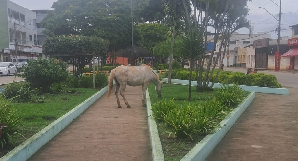 Cavalo-pasta-livremente-na-Avenida-Getulio-Vargas-em-Barra-do-Choca-1024x555 Operação Horse começa em 1º de dezembro em Barra do Choça