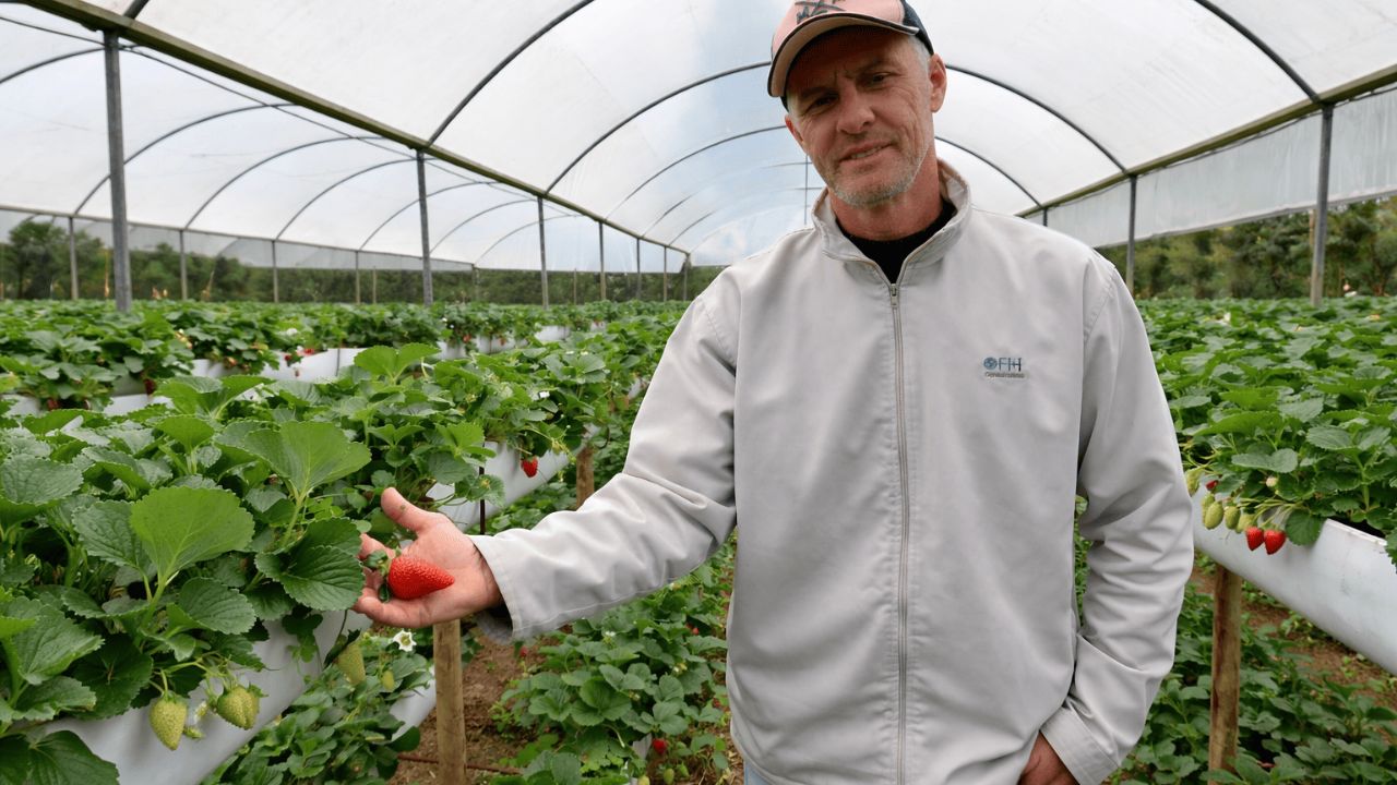 Cultivo de morango cresce e fortalece Barra do Choça