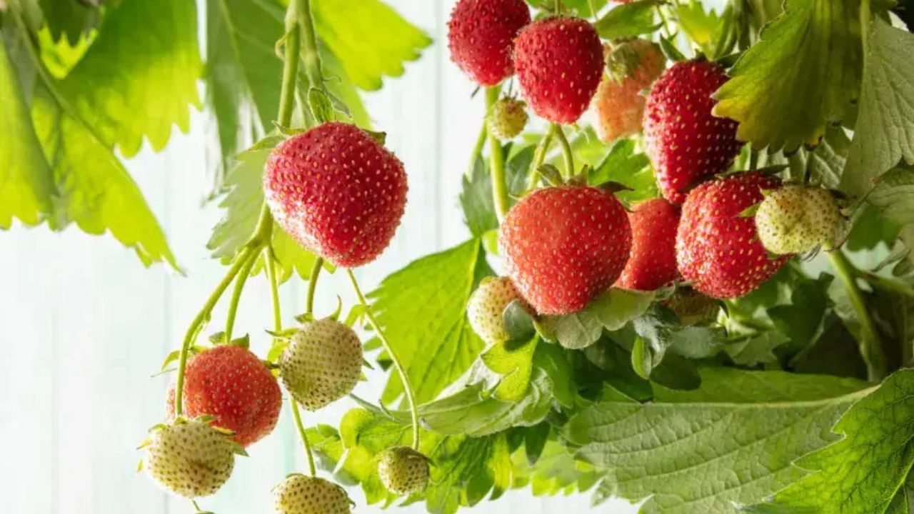 Cultura-do-morango-em-Barra-do-Choca Cultivo de morango cresce e fortalece Barra do Choça